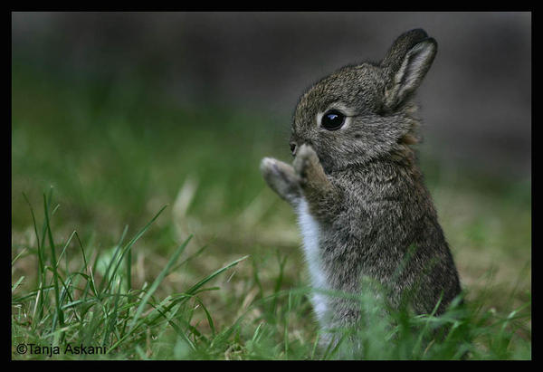 cute easter bunny pics. tagged unny, cute, easter